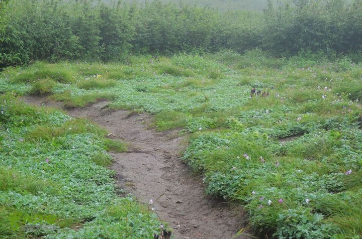 东佛沟-高山草甸-东平沟DSC_0162