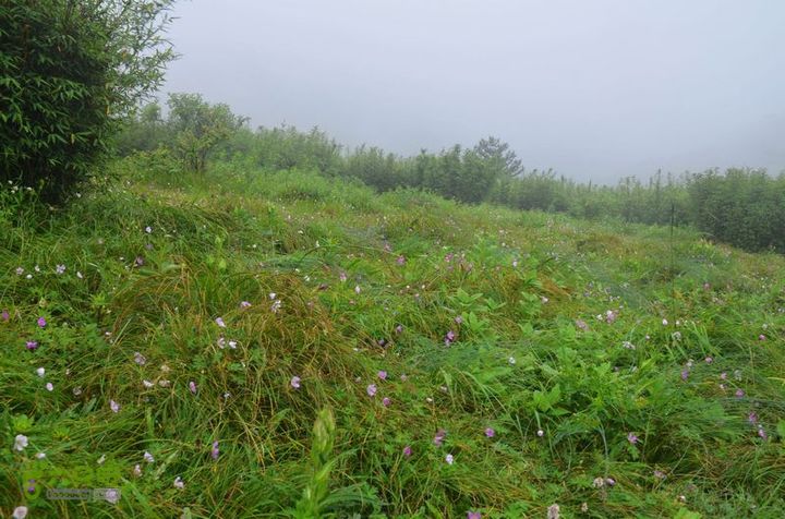 东佛沟-高山草甸-东平沟DSC_0164