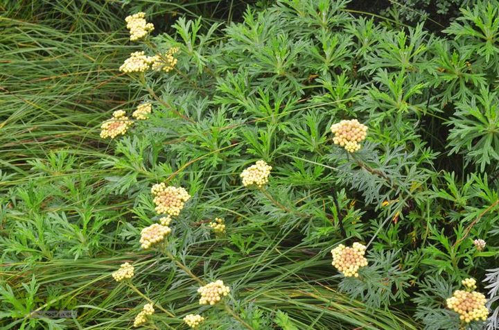 东佛沟-高山草甸-东平沟DSC_0167