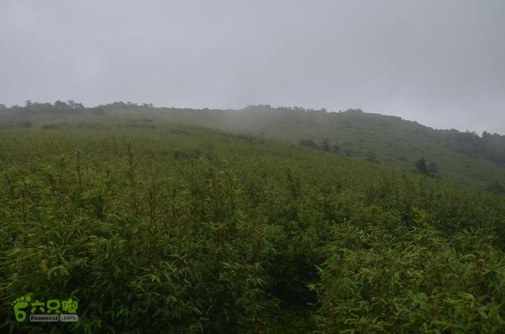 东佛沟-高山草甸-东平沟DSC_0170