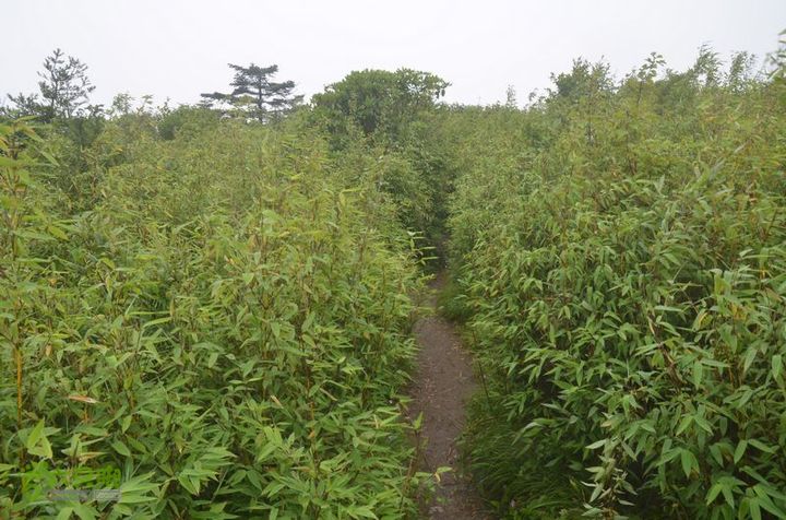 东佛沟-高山草甸-东平沟DSC_0174