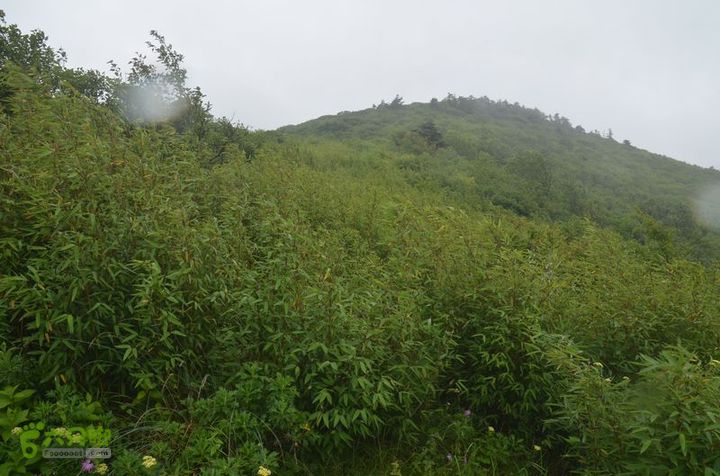 东佛沟-高山草甸-东平沟DSC_0179