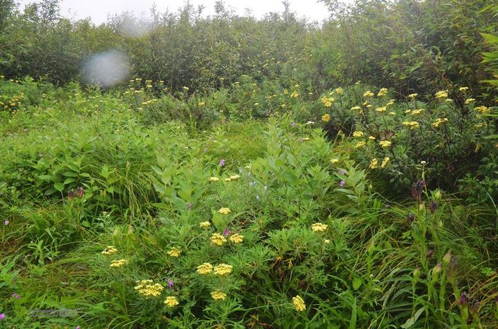 东佛沟-高山草甸-东平沟DSC_0181