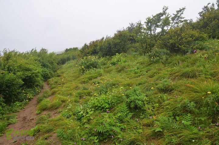 东佛沟-高山草甸-东平沟DSC_0184