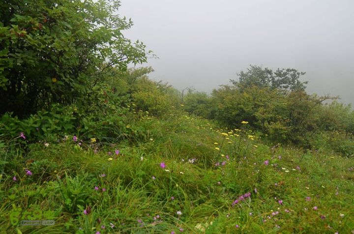 东佛沟-高山草甸-东平沟DSC_0188