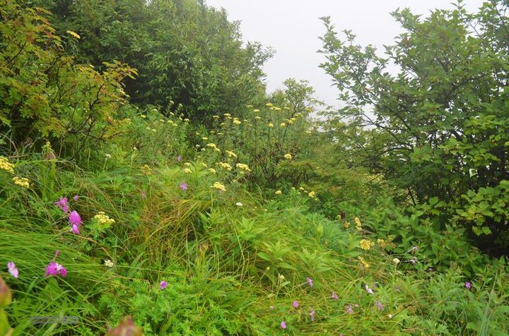 东佛沟-高山草甸-东平沟DSC_0189