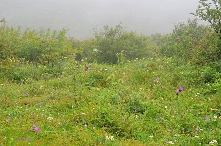 东佛沟-高山草甸-东平沟DSC_0190