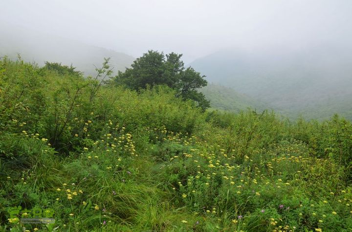 东佛沟-高山草甸-东平沟DSC_0193