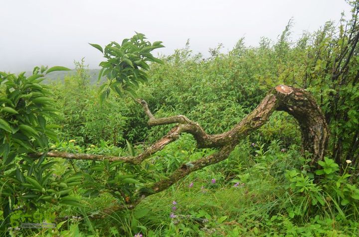 东佛沟-高山草甸-东平沟DSC_0194