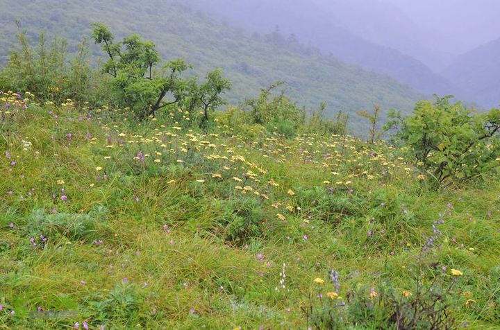 东佛沟-高山草甸-东平沟DSC_0203