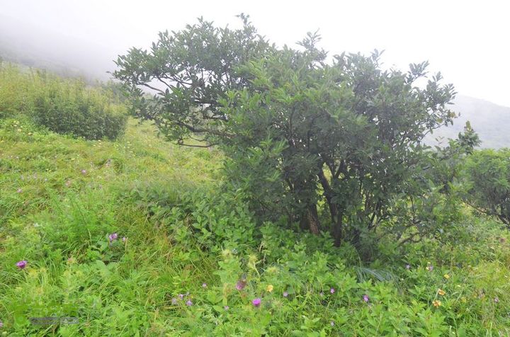 东佛沟-高山草甸-东平沟DSC_0205