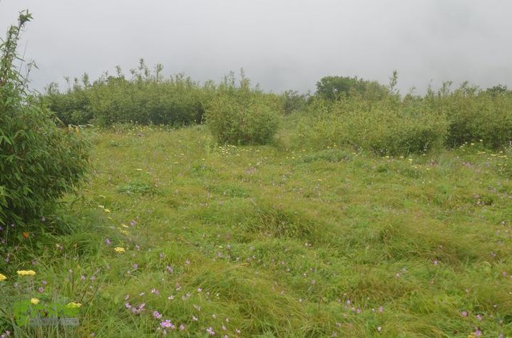 东佛沟-高山草甸-东平沟DSC_0207