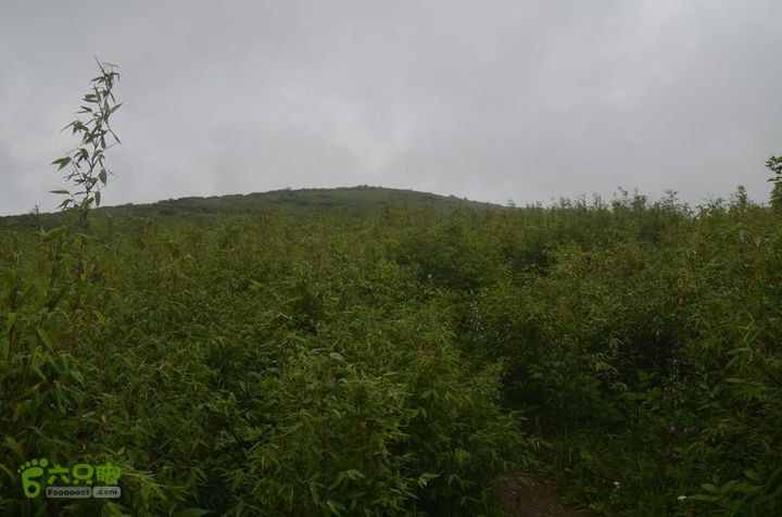 东佛沟-高山草甸-东平沟DSC_0211