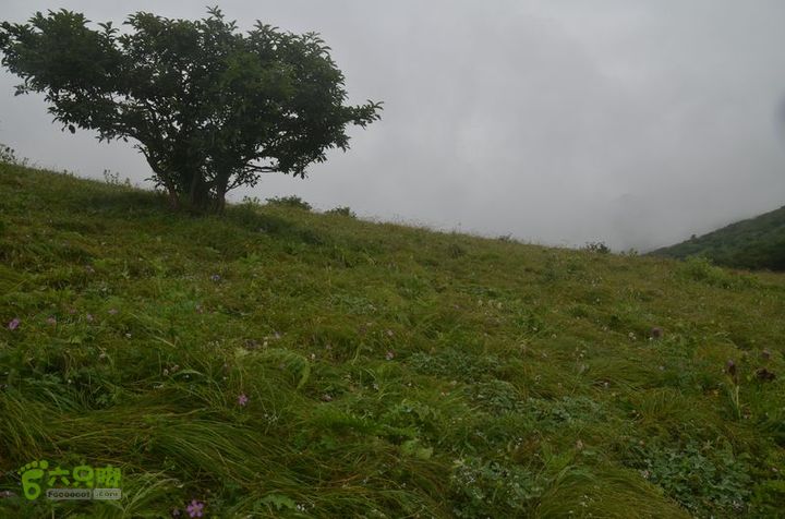 东佛沟-高山草甸-东平沟DSC_0214