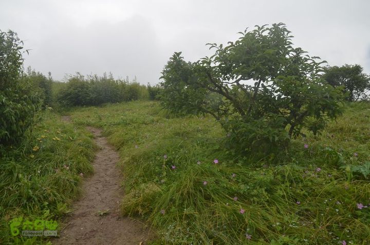 东佛沟-高山草甸-东平沟DSC_0215