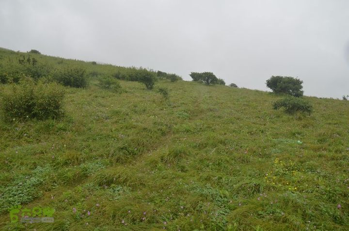 东佛沟-高山草甸-东平沟DSC_0221