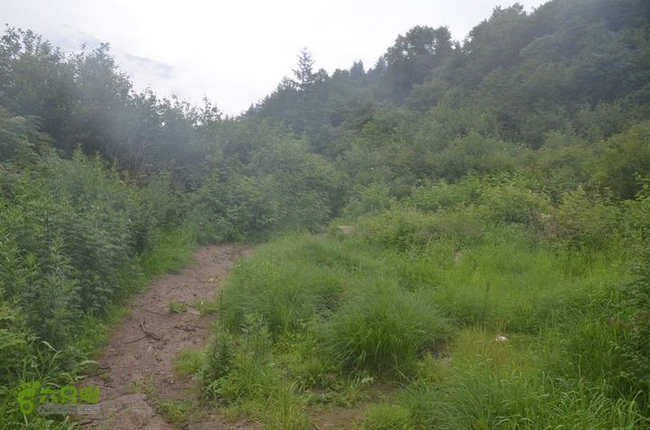 东佛沟-高山草甸-东平沟DSC_0231