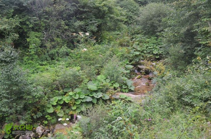东佛沟-高山草甸-东平沟DSC_0234