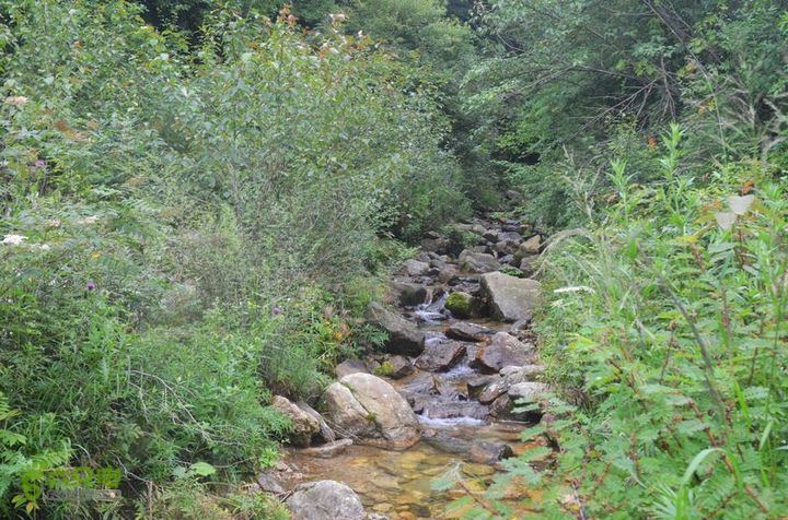 东佛沟-高山草甸-东平沟DSC_0236