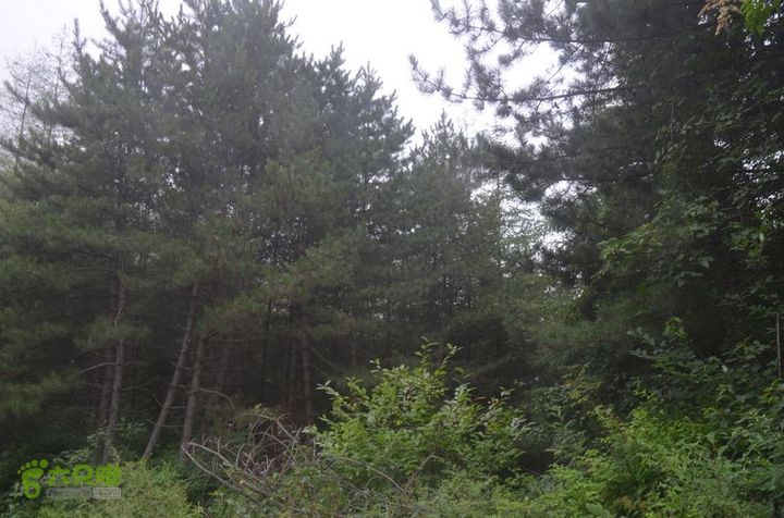 东佛沟-高山草甸-东平沟DSC_0246