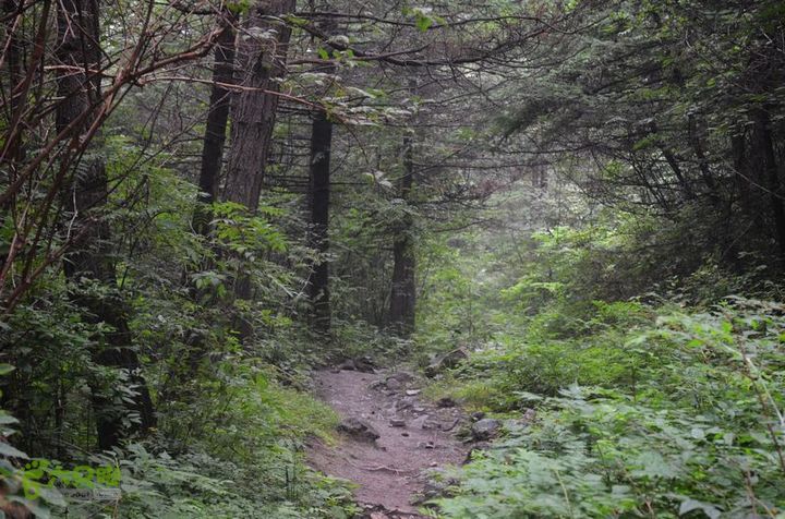 东佛沟-高山草甸-东平沟DSC_0250