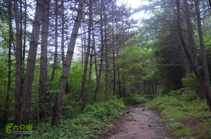 东佛沟-高山草甸-东平沟DSC_0260