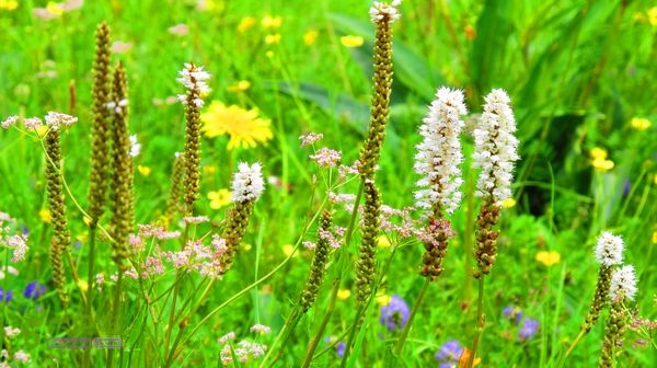 甘南行第三日-碌曲-唐克IMG_4610