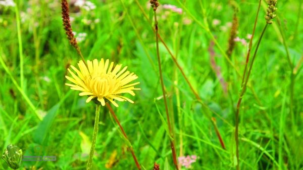 甘南行第三日-碌曲-唐克IMG_4611