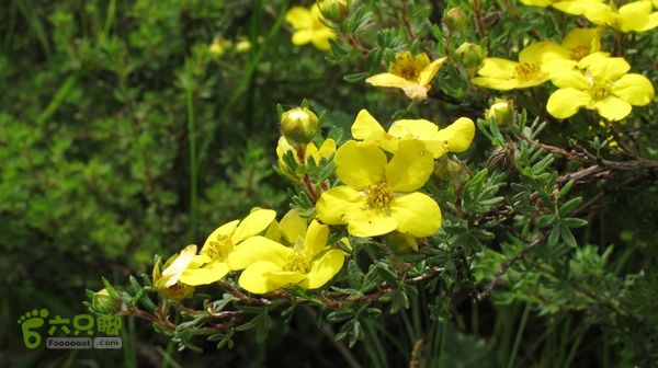 甘南行第三日-碌曲-唐克IMG_4623