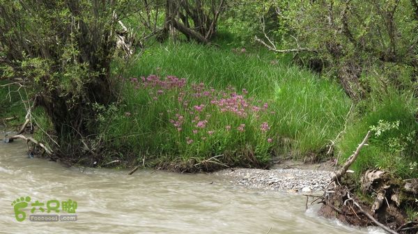 甘南行第三日-碌曲-唐克IMG_4625