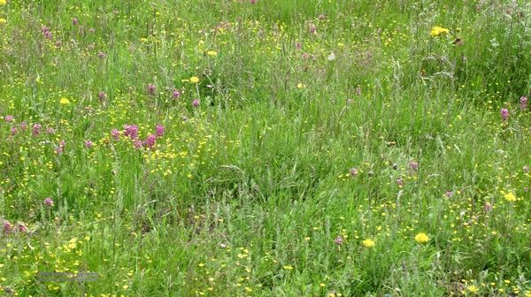 甘南行第三日-碌曲-唐克IMG_4665