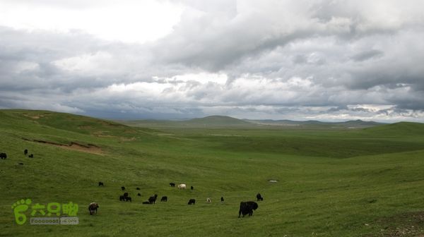 甘南行第三日-碌曲-唐克IMG_4749