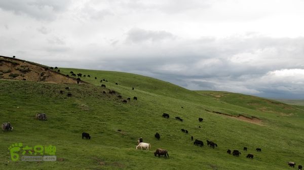 甘南行第三日-碌曲-唐克IMG_4752