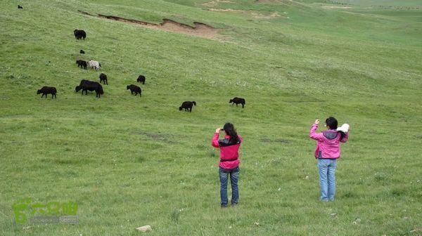 甘南行第三日-碌曲-唐克IMG_4753