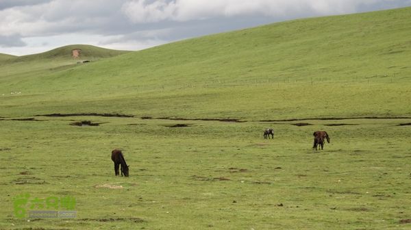甘南行第三日-碌曲-唐克IMG_4760