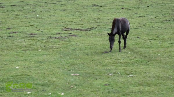 甘南行第三日-碌曲-唐克IMG_4761