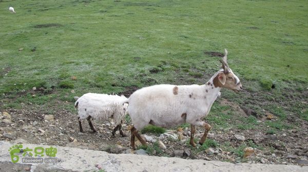 甘南行第三日-碌曲-唐克IMG_4763