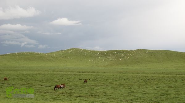 甘南行第三日-碌曲-唐克IMG_4769