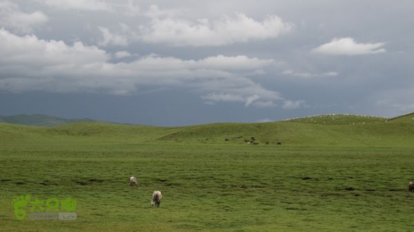 甘南行第三日-碌曲-唐克IMG_4770