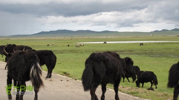 甘南行第三日-碌曲-唐克IMG_4771
