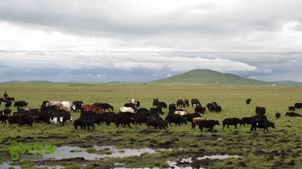 甘南行第三日-碌曲-唐克IMG_4781