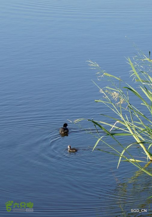 莲花湖_国家城市湿地公园DSC00391