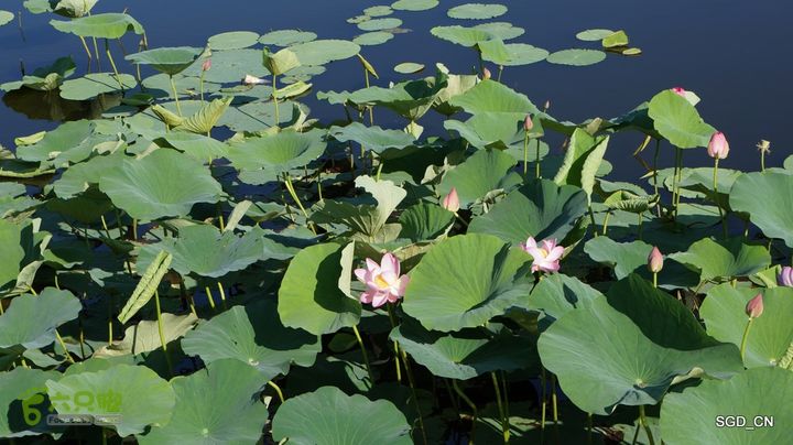 莲花湖_国家城市湿地公园DSC00404