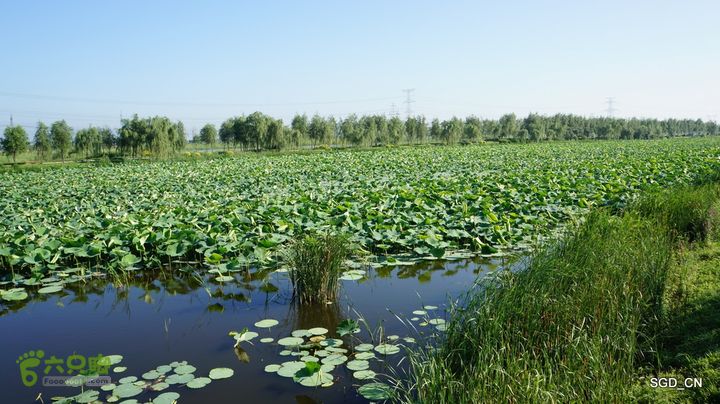 莲花湖_国家城市湿地公园DSC00408