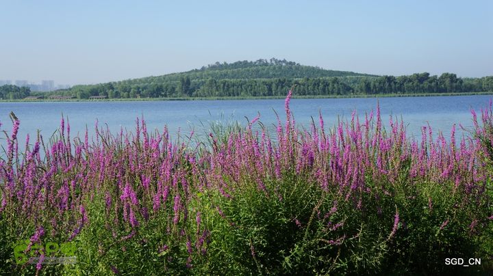 莲花湖_国家城市湿地公园DSC00420
