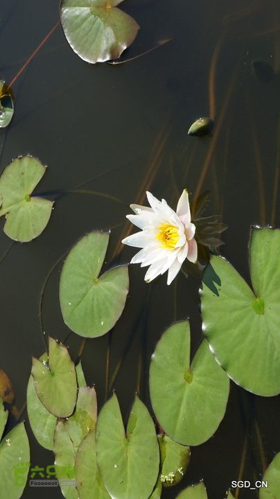莲花湖_国家城市湿地公园DSC00442