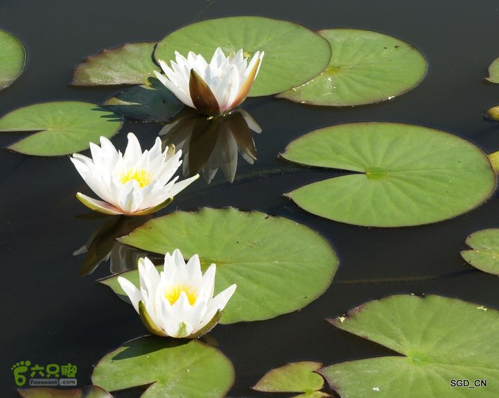 莲花湖_国家城市湿地公园DSC00443
