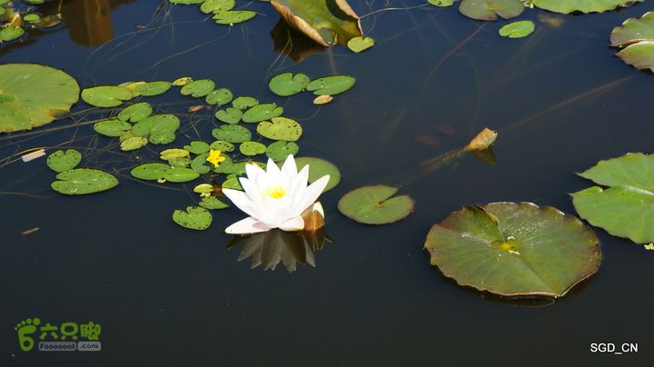 莲花湖_国家城市湿地公园DSC00445
