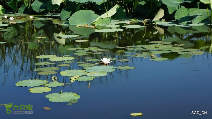 莲花湖_国家城市湿地公园DSC00446