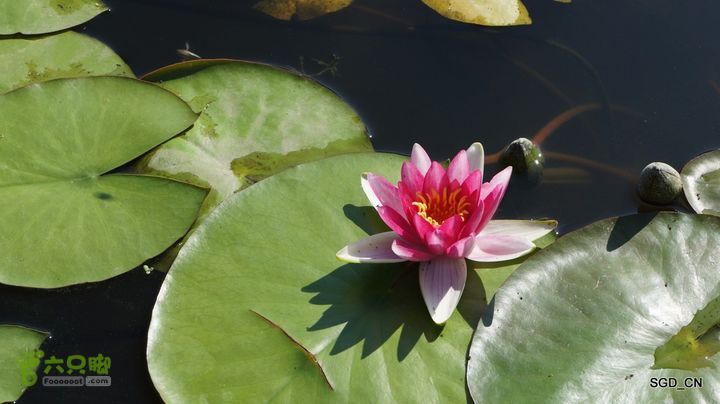 莲花湖_国家城市湿地公园DSC00449
